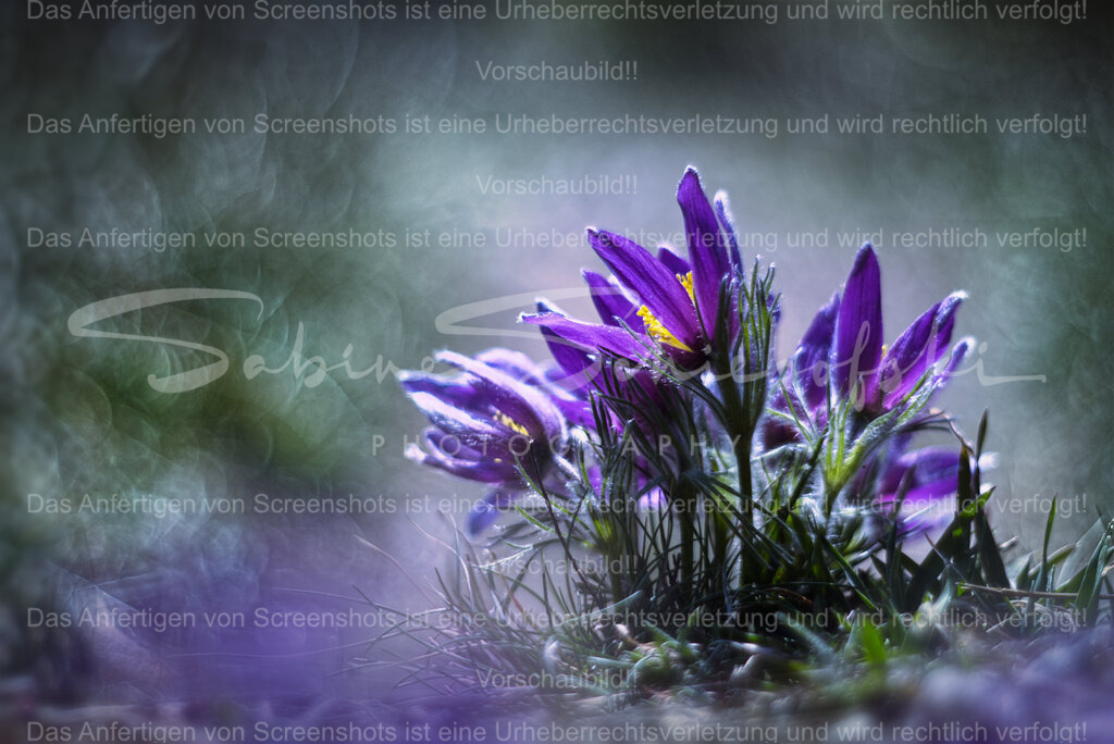 Die giftige Schönheit | Eine Gruppe Pulsatilla vor einem dunklen bokeh hintergrund - Realisiert mit Pictrs.com