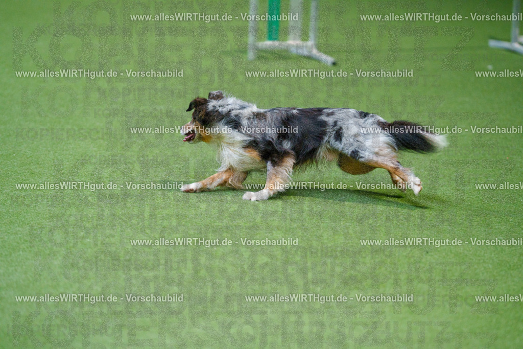 @allesWIRTHgut_Tierfotografie - www.allesWIRTHgut.de - 2604250841-7R507459 | Professionelle Tierfotografie in Mönchengladbach von Daniel Wirth (allesWIRTHgut). Liebevolle & natürliche Bilder von Hunden & Katzen für unvergessliche Erinnerungen.