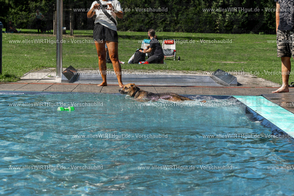 Hundeschwimmen_Volksbad_2026-allesWIRTHgut_Tierfotografie-2609061329-FAY06773 | Professionelle Tierfotografie in Mönchengladbach von Daniel Wirth (allesWIRTHgut). Liebevolle & natürliche Bilder von Hunden & Katzen für unvergessliche Erinnerungen.