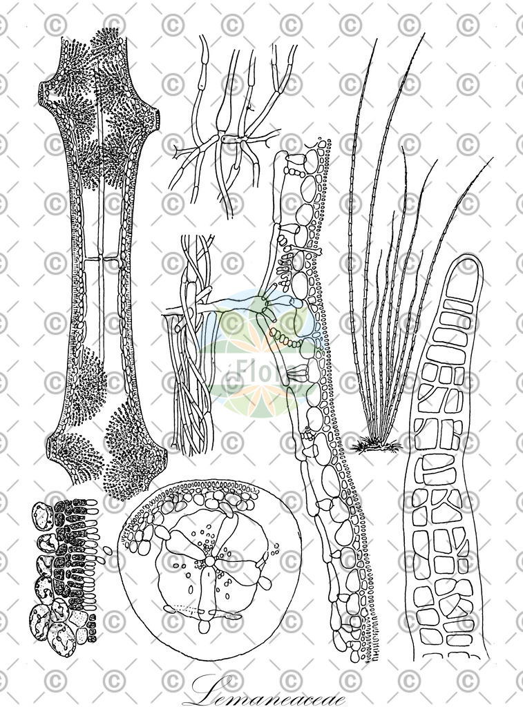 HistAbb_wfo-0001123224_1_ENZY_Simple | Historische Abbildung von Lemaneaceae - Lemaneaceae (0) | Historical Illustration of Lemaneaceae - Lemaneaceae (0)