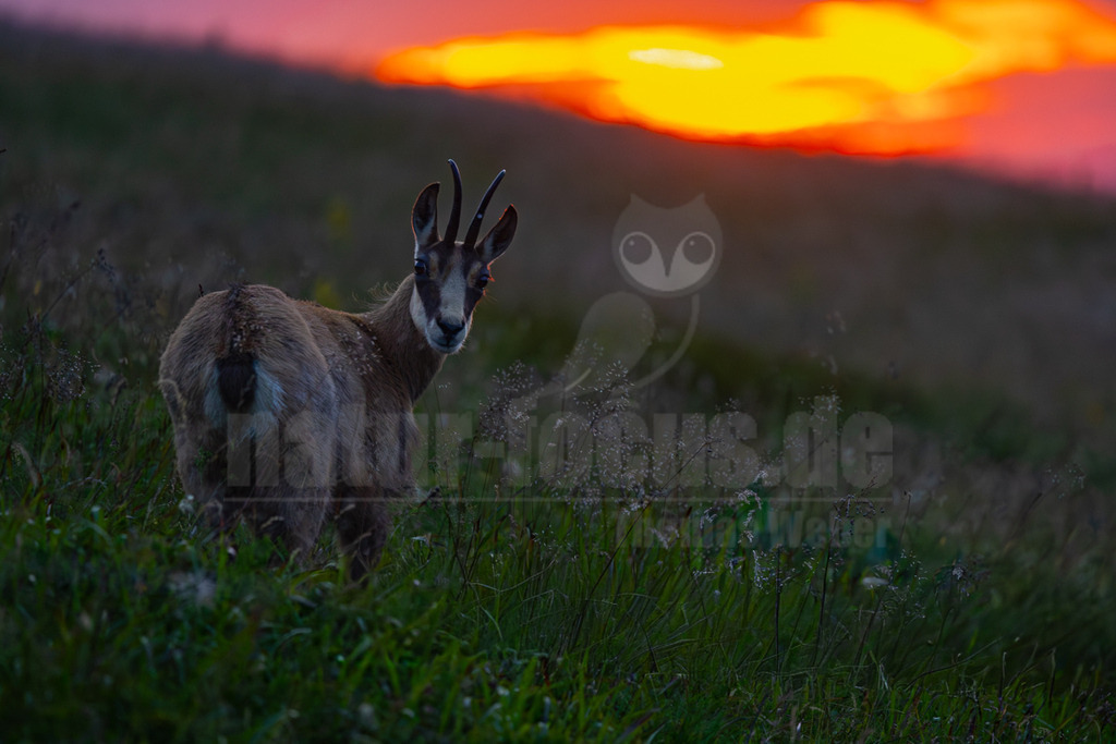 R6NF1047_20250705 | Eine Gämse (Rupicapra rupicapra) steht auf einer grünen Wiese und blickt über ihre Schulter direkt in die Kamera. Im Hintergrund ist ein leuchtender Sonnenuntergang mit orange-roten und violetten Farbtönen zu sehen, der den Himmel dramatisch färbt. Die Gämse ist in der Abenddämmerung gut zu erkennen, ihr Fell hat braune und graue Schattierungen. - Realisiert mit Pictrs.com