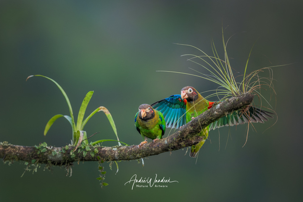 Spiel der Farben | Andre Wandrei - Nature Artworx - Realisiert mit Pictrs.com