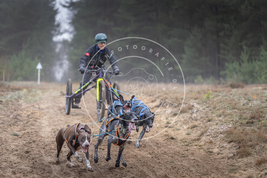 Pfotenfotografie_DV3A0341 | Hundefotografie, Tierfotograf, Pfotenfotografie, Fotoshooting Hund, Hunde Portrait, Hundesport, Hundeportraits, Heideshooting, Hunde, Sportfotograf, Hundefotograf, Turnierhundsport, THS,  - Realisiert mit Pictrs.com