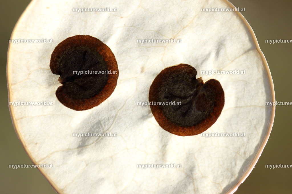 Wildes Silberblatt-005 | Das Bilderarchiv über Tiere, Planzen und Landschaften. In der Bilddatenbank finden Sie ein große Auswahl an hochwertigen Bilder für Ihre Werbung - Realisiert mit Pictrs.com