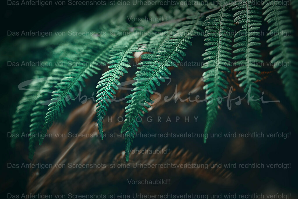 Wandbild Farn | People- und Tierfotografie, Imageaufnahmen, Veranstaltungsfotografie und Wandbilder aus der Natur ★ Made in Germany ✔️ Druck + Downloads ✔️ Naturfotografie in Top Qualität ★ schneller Versand, weltweite Lieferung! - Realisiert mit Pictrs.com