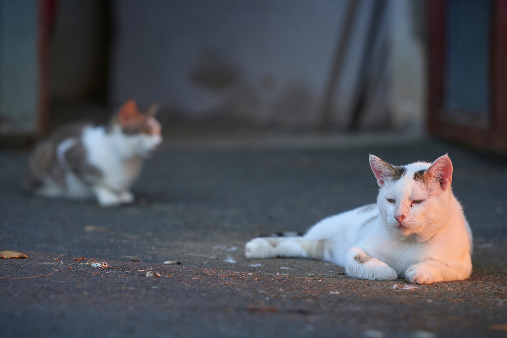 Hauskatze auf dem Bauernhof | Rohrbrunn, Austria - July 21, 2015: Hauskatze auf dem Bauernhof. - Realisiert mit Pictrs.com