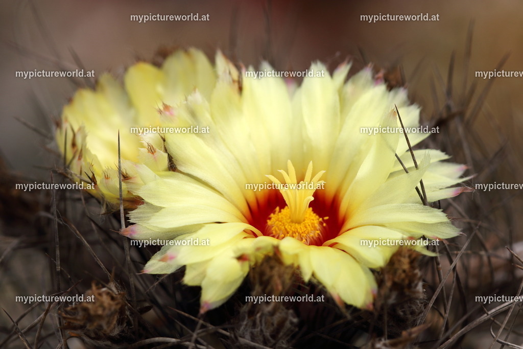 Astrophytum capricorne-001 | Das Bilderarchiv über Tiere, Planzen und Landschaften. In der Bilddatenbank finden Sie ein große Auswahl an hochwertigen Bilder für Ihre Werbung - Realized with Pictrs.com