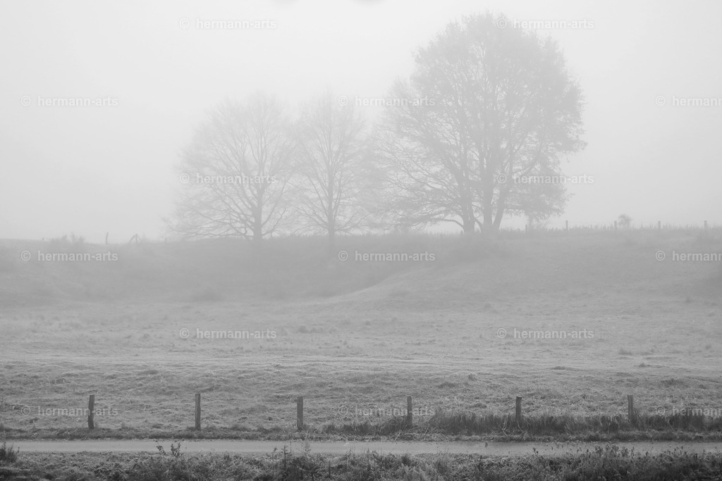 Trees_fine_Art_0018 | Photo Foto Kunst Art schwarzweiss Bilder Rheine Münster Berlin Blumen 