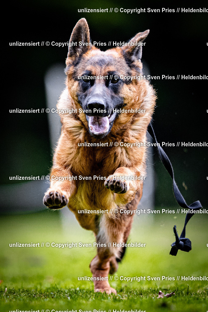 Sven Pries | 2025-10-03 - Hunderennen Obergrombach - Realisiert mit Pictrs.com