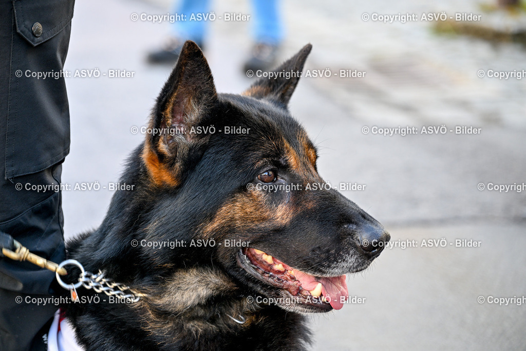 ASVÖ_ Tracking Dog World Championship 2025_ 31.03.2025-261 | 31.03.2025, AUT, ASVÖ, Tracking Dog World Championship // FCI IGP Fährtenhundeweltmeisterschaft 2025©fodo.media / Harald Dostal - Realisiert mit Pictrs.com