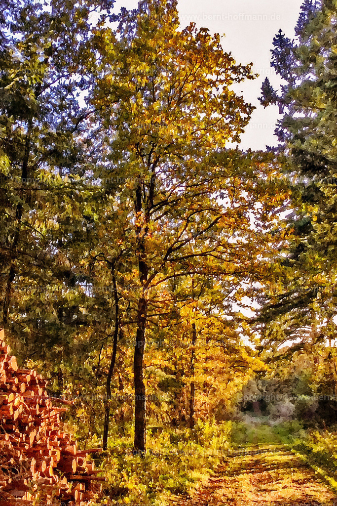 PDM2_3960_Herbstlaubweg_80x120 | DIGITALKUNST. Herbstwald. __ Die Farben der Natur im Herbst. Laubbäume und Nadelbäume am Waldweg. __ Seitenverhältnis = 2 zu 3 - Realisiert mit Pictrs.com