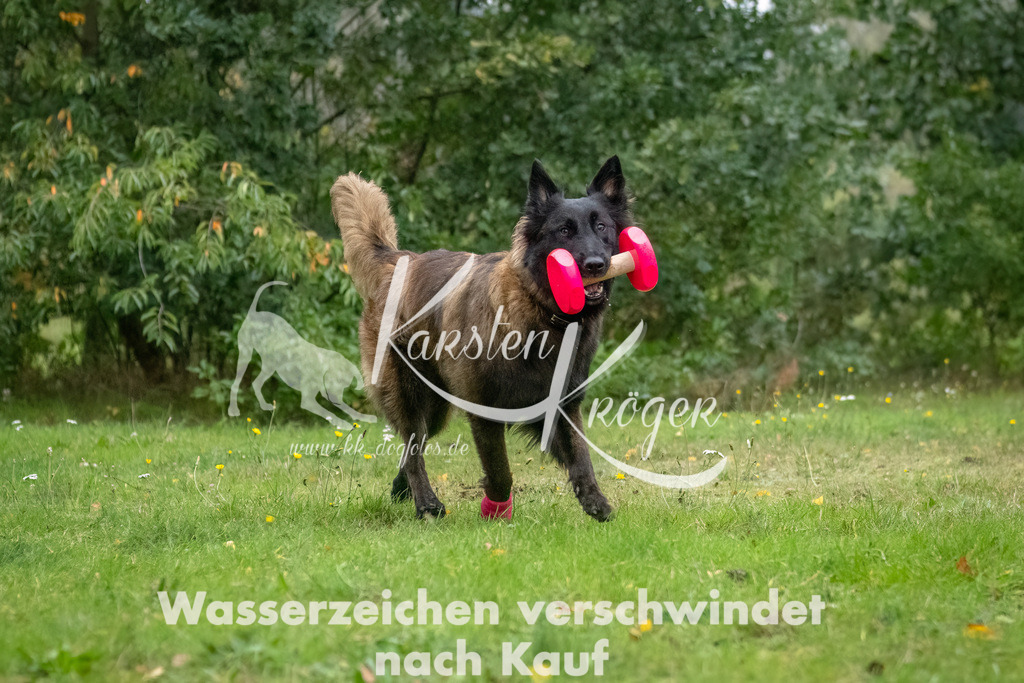 1036_ZZ92796-Bearbeitet | kk-dogfotos