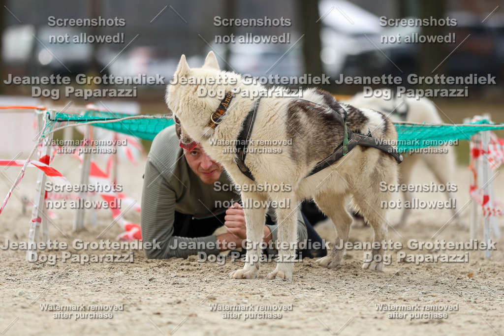 Dog Paparazzi - Strongdog North Mrz26-5737 | Dog Paparazzi Jeanette Grottendiek Fotografie & Videografie - Realisiert mit Pictrs.com