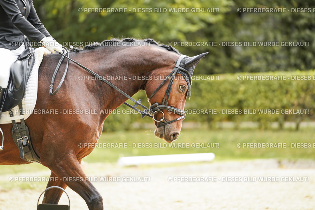 DSC02272 | Pferdegrafie