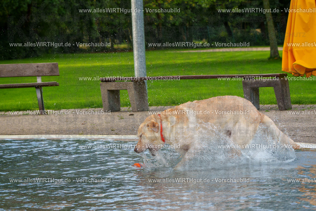 Hundeschwimmen_Grefrath_2026-allesWIRTHgut_Tierfotografie-09_21-FAY07545 | Professionelle Tierfotografie in Mönchengladbach von Daniel Wirth (allesWIRTHgut). Liebevolle & natürliche Bilder von Hunden & Katzen für unvergessliche Erinnerungen.