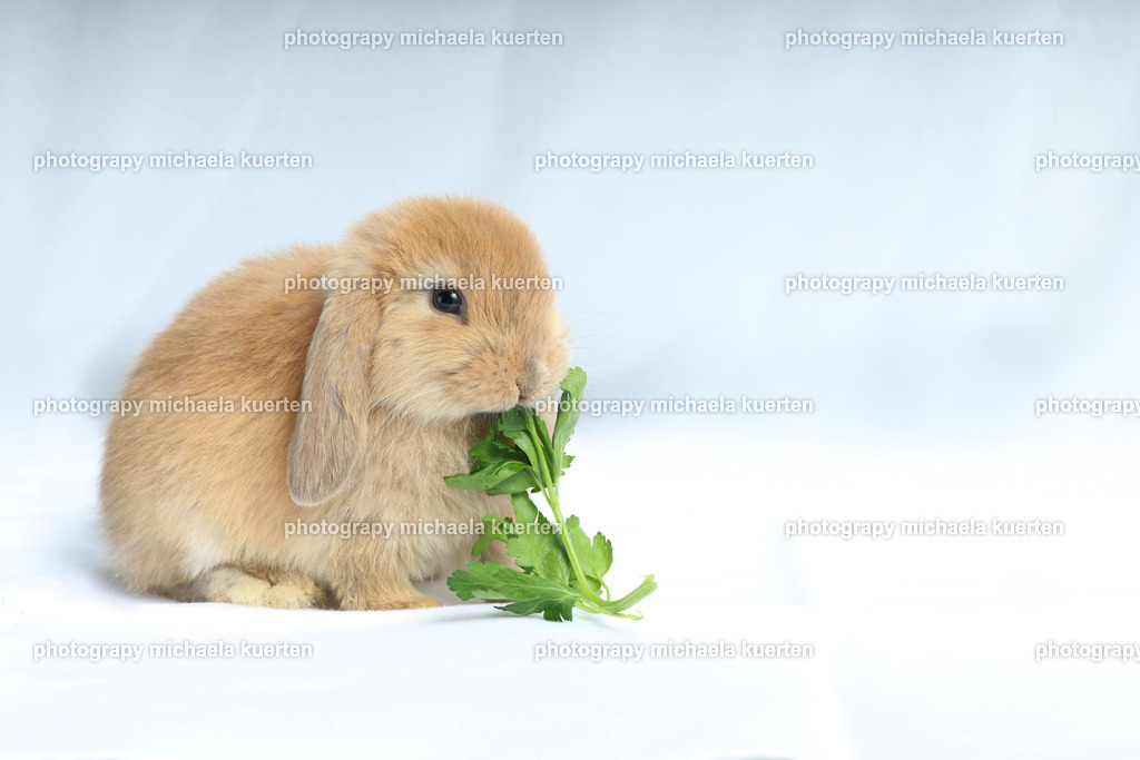 kindergartenfotograf augsburg | kindergartenfotograf augsburg
