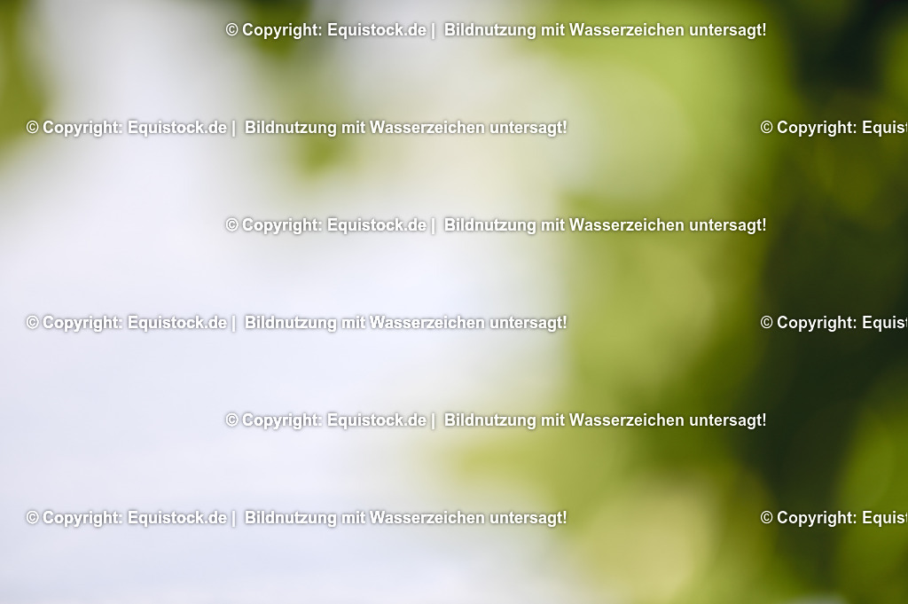 20230529_20_CSI4_Großer-Preis_0771 | equistock