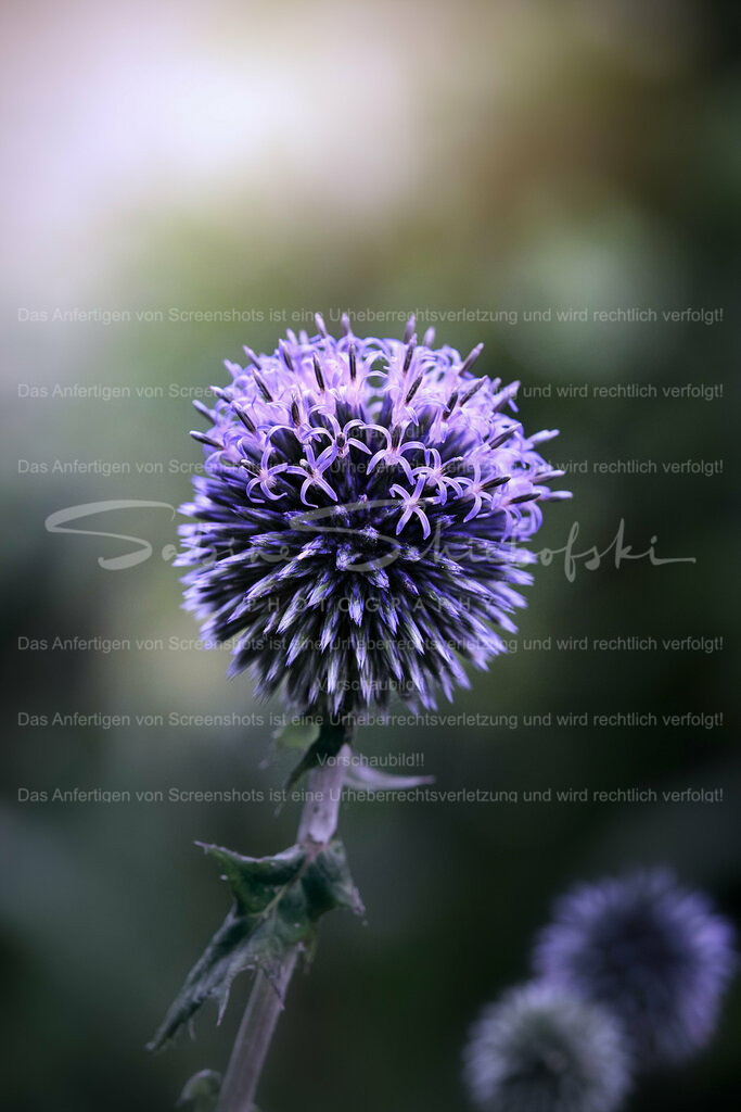 Wandbild Kugeldistel | People- und Tierfotografie, Imageaufnahmen, Veranstaltungsfotografie und Wandbilder aus der Natur ★ Made in Germany ✔️ Druck + Downloads ✔️ Naturfotografie in Top Qualität ★ schneller Versand, weltweite Lieferung! - Realisiert mit Pictrs.com