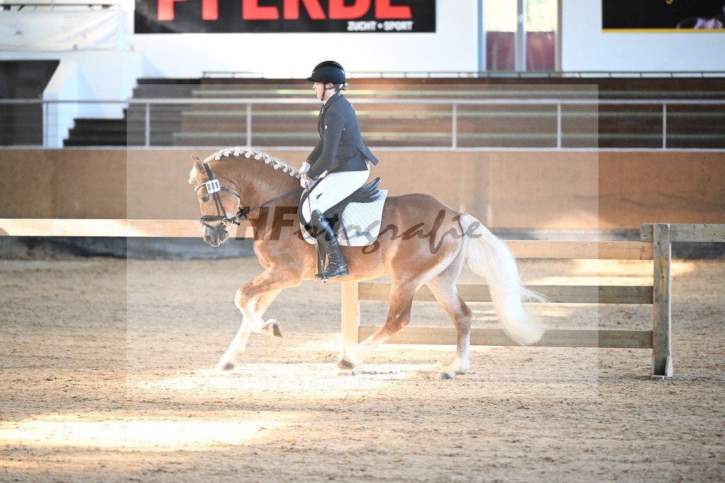 Kat-Nr. 8 Simba L v. Sonnenkoenig-Gold_Kappelsberger_43250284 | hf-fotografie - Realizzato con Pictrs.com