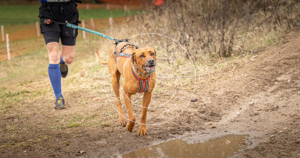 DV3A2591 | Hundefotografie, Tierfotograf, Pfotenfotografie, Fotoshooting Hund, Hunde Portrait, Hundesport, Hundeportraits, Heideshooting, Hunde, Sportfotograf, Hundefotograf, Turnierhundsport, THS,  - Realisiert mit Pictrs.com