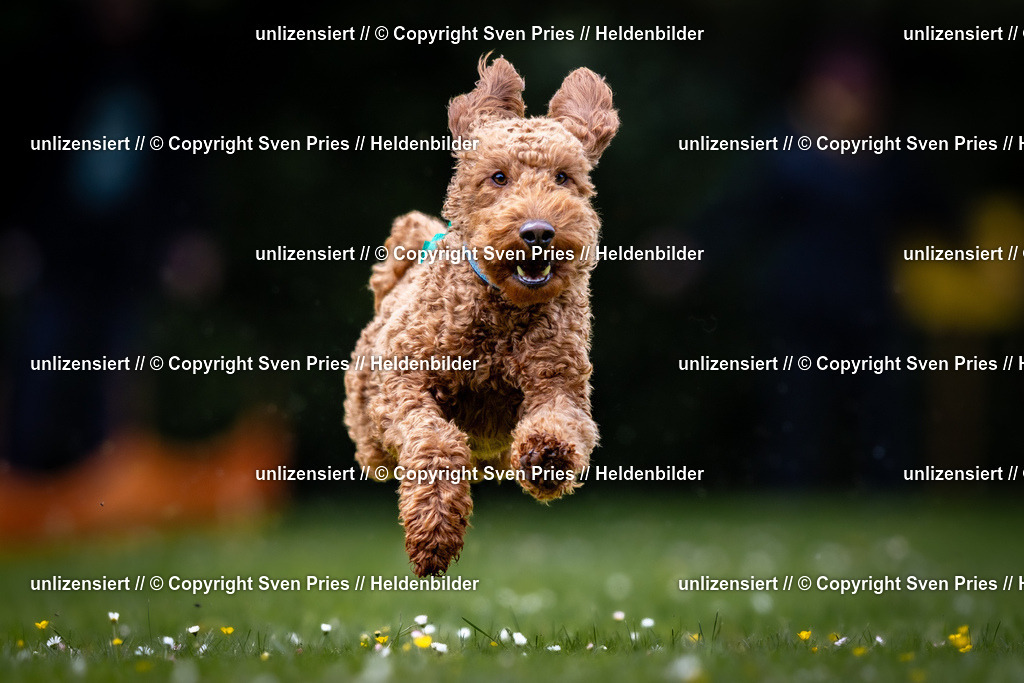 Sven Pries | 2026-05-14 - Hunderennen KA Durlach Vatertag 2026 - Realisiert mit Pictrs.com