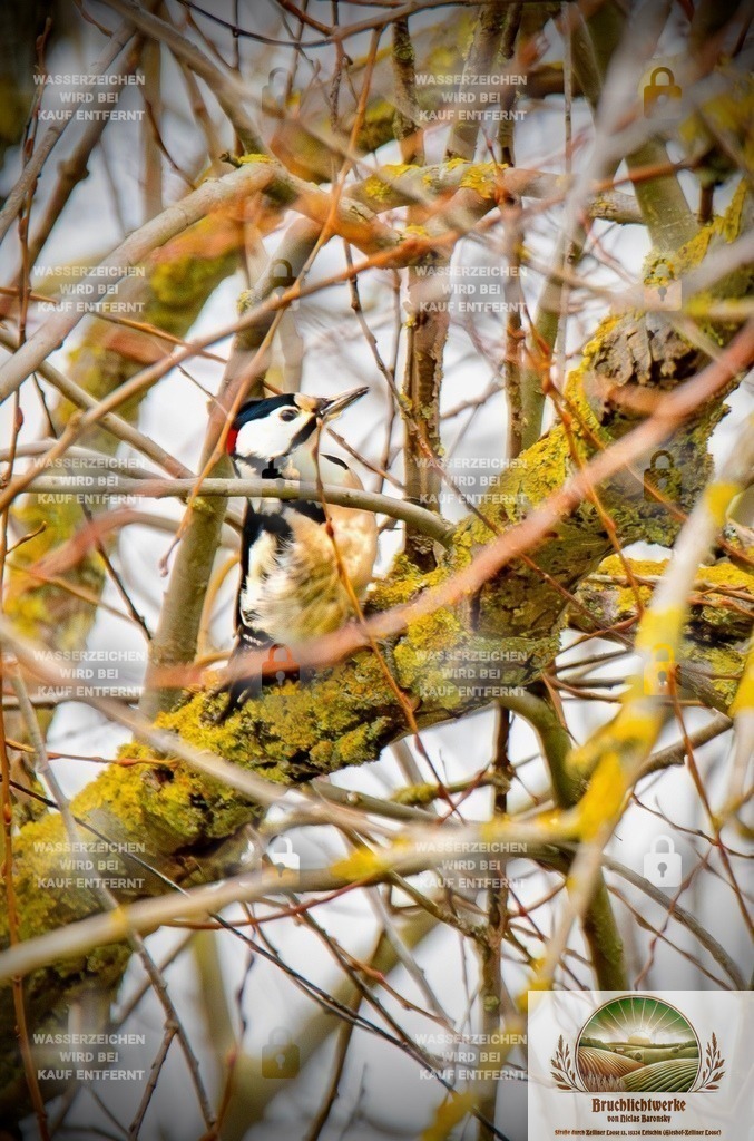 Buntspecht | Professioneller Fotograf mit 10 Jahren Erfahrung. Landschafts- und Hochzeitsfotografie im Oderbruch. Workshops und beeindruckende Bilder für besondere Momente.