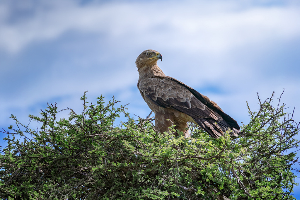 Greifvogel auf Akazie | Kenia | Premium-Wandbild von justsomewhere.com: Ein Greifvogel, der in Kenia auf der Spitze einer Akazie sitzt und in die Ferne blickt. - Realisiert mit Pictrs.com