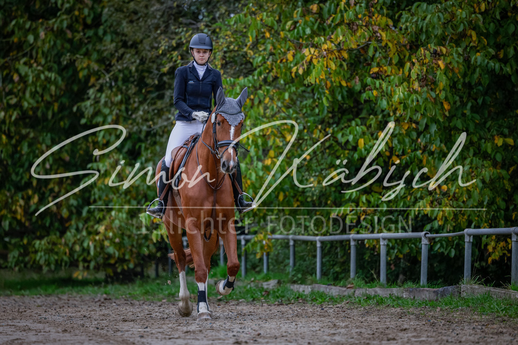 20251012-_3LI2625 | Tierfotografie Pferde, Hunde, Katzen, Haustiere.
Turnierfotografie Reitturniere, Reiten, Springreiten, Dressur in Hanau, dem Main-Kinzig-Kreis und dem Rhein-Main- Gebiet um Frankfurt