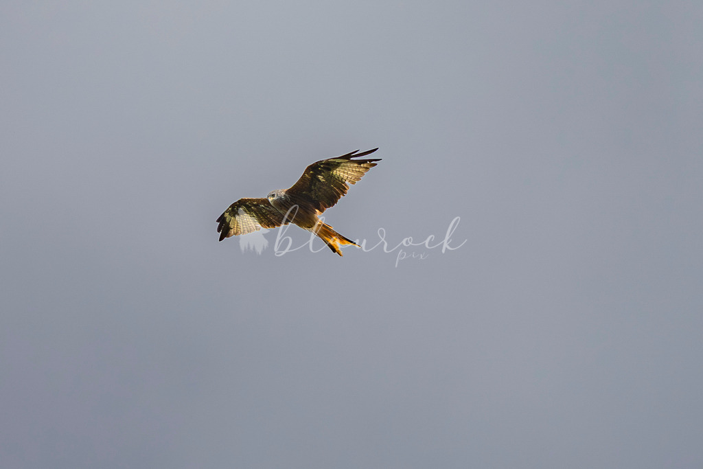 _01A5567 | Sportbilder, Sportfotograf, Hochzeits- und Eventfotografin, Flugshows, Portraits und Tiershooting, Aviation, Downhill, Nationalleague, Swissleague, International