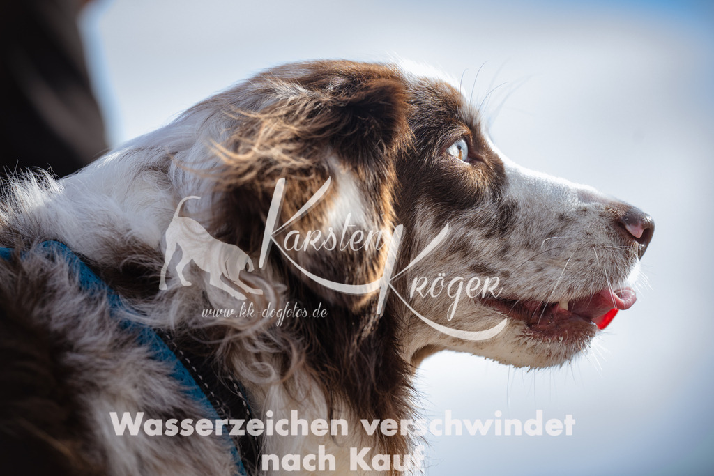 1301_ZZ99904 | kk-dogfotos
