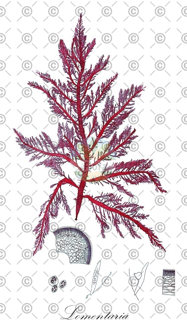 HistAbb_wfo-0001109162_1_ENZY_Simple | Historische Abbildung von Lomentaria - Lomentariaceae (0) | Historical Illustration of Lomentaria - Lomentariaceae (0)