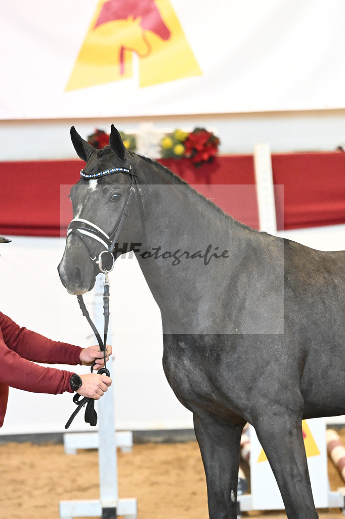 Kat-Nr. 35 Hickstead White x Alcatraz_Sommer_43231353 | hf-fotografie - Realisiert mit Pictrs.com