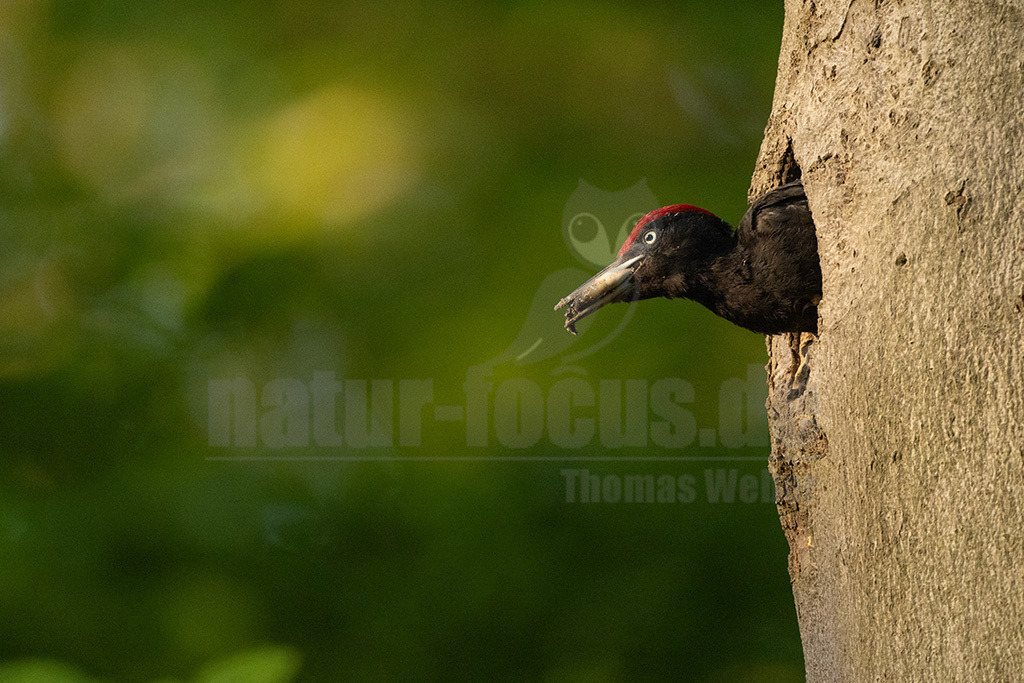 R5NF2271-20230518 | Viele Tiere sind von dem großen Specht abhängig, sie belegen die gezimmerten Baumhöhlen als „Nachmieter“. Doch der Schwarzspecht kann nur da vorkommen, wo große Waldflächen noch zusammenhängen und Bäume alt werden dürfen. Hier kann man das laute Trommeln des eleganten Vogels noch hören.  - Realisiert mit Pictrs.com