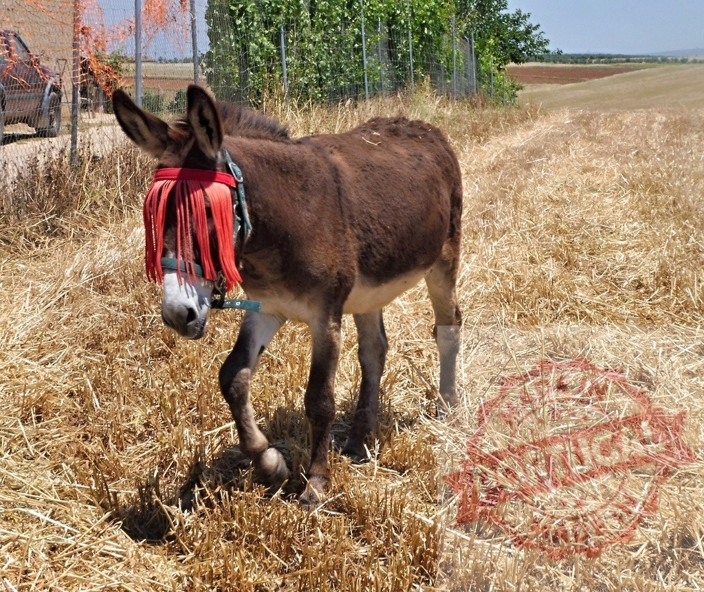 Donkey wearing red fly fringe in dry field | Donkey wearing a red fly mask standing in a harvested straw field on a sunny day - Realized with Pictrs.com