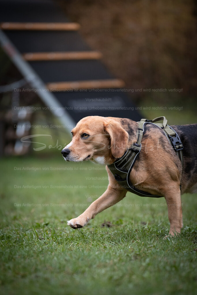 Hund-07_14.03.2026_DSCF6791 | People- und Tierfotografie, Imageaufnahmen, Veranstaltungsfotografie und Wandbilder aus der Natur ★ Made in Germany ✔️ Druck + Downloads ✔️ Naturfotografie in Top Qualität ★ schneller Versand, weltweite Lieferung! - Realisiert mit Pictrs.com