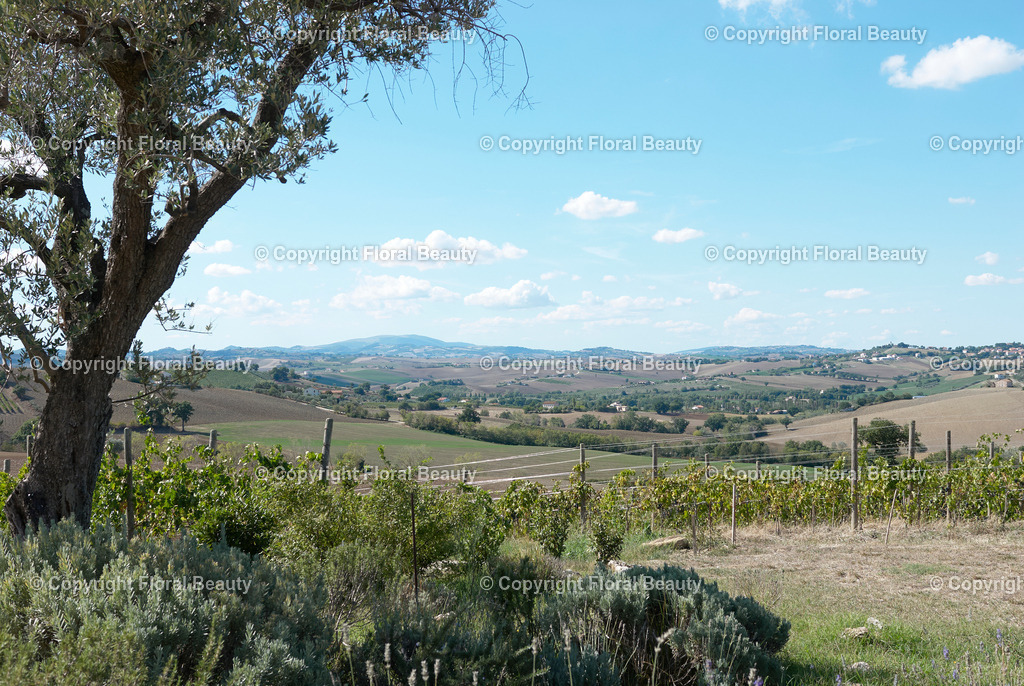 Weingut in Italien | hügelige Landschaft in Italien - Realisiert mit Pictrs.com