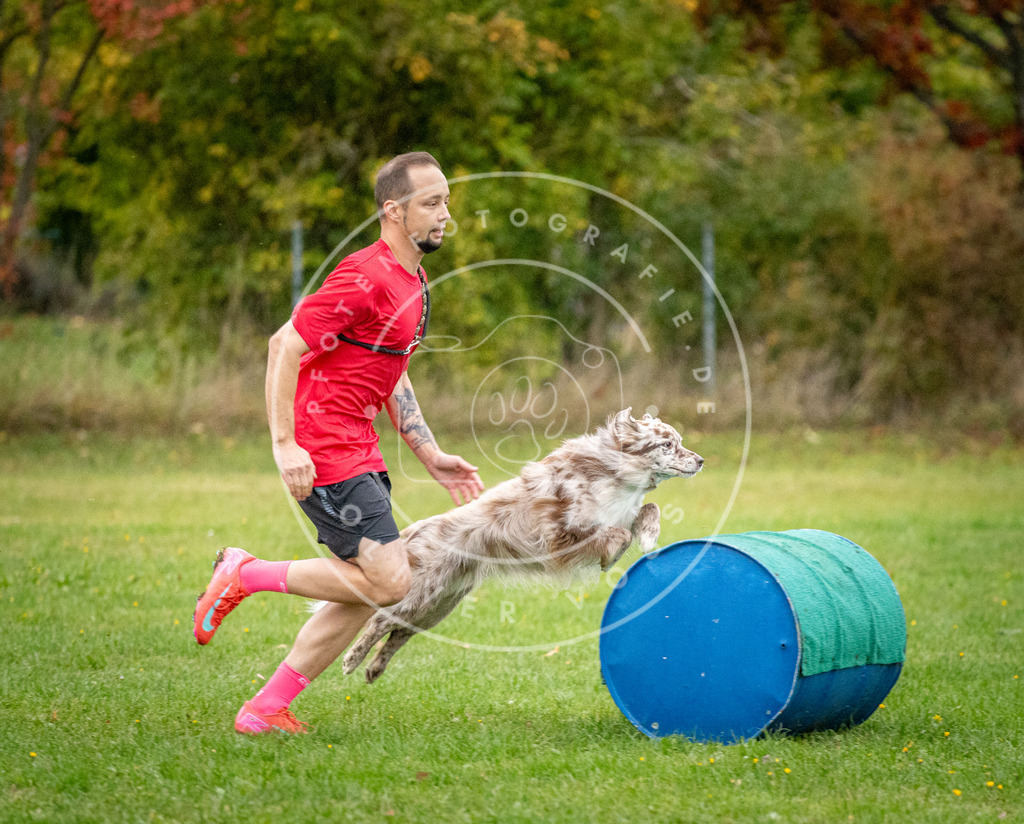 Pfotenfotografie_DV3A0941 | Hundefotografie, Tierfotograf, Pfotenfotografie, Fotoshooting Hund, Hunde Portrait, Hundesport, Hundeportraits, Heideshooting, Hunde, Sportfotograf, Hundefotograf, Turnierhundsport, THS,  - Realisiert mit Pictrs.com