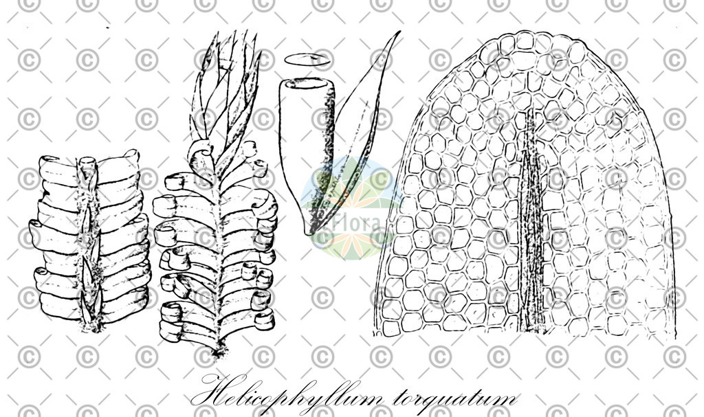 HistAbb_wfo-0000168870_1_SIMPLE | Historische Abbildung von Helicophyllum torquatum - Helicophyllaceae | Historical Illustration of Helicophyllum torquatum - Helicophyllaceae