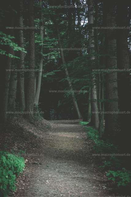 Waldweg | ein Weg der Tief in den dunklen Wald führt - Realisiert mit Pictrs.com