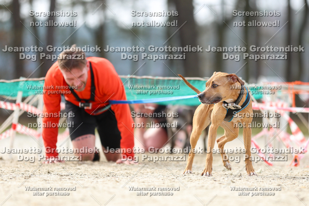Dog Paparazzi - Strongdog North Mrz26-5414 | Dog Paparazzi Jeanette Grottendiek Fotografie & Videografie - Realisiert mit Pictrs.com
