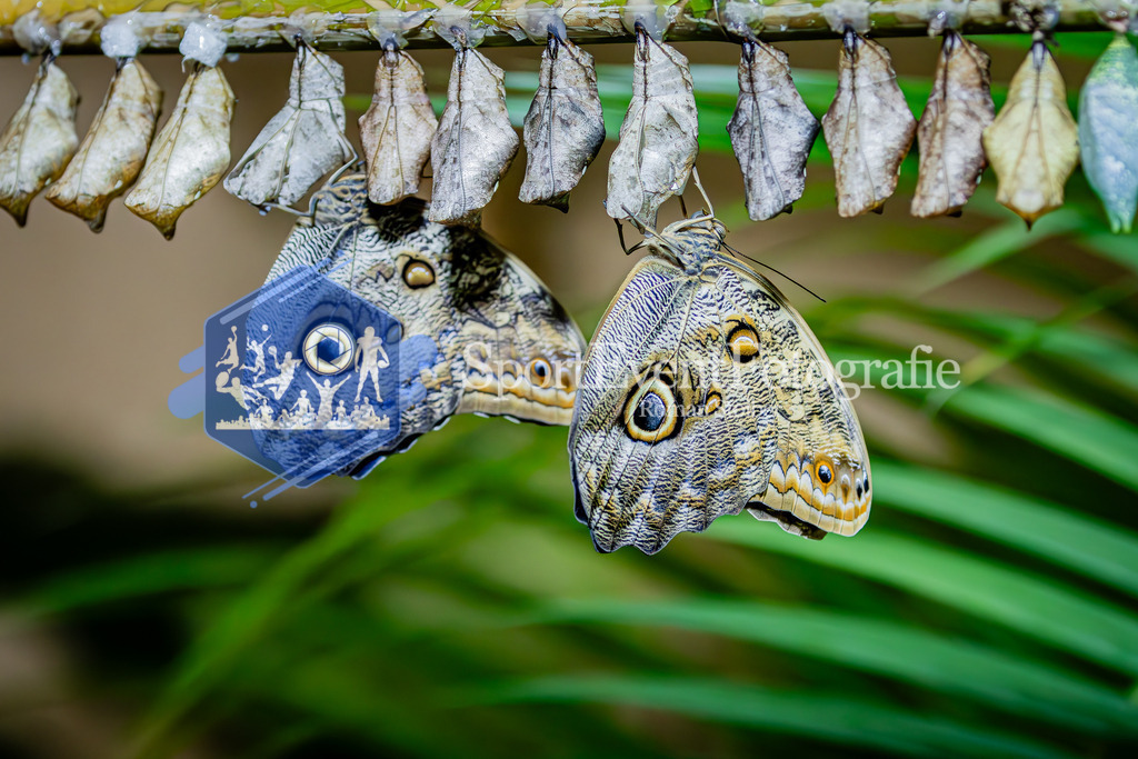 IMG_6812 | SportEventFotografie - Roman Stoiber