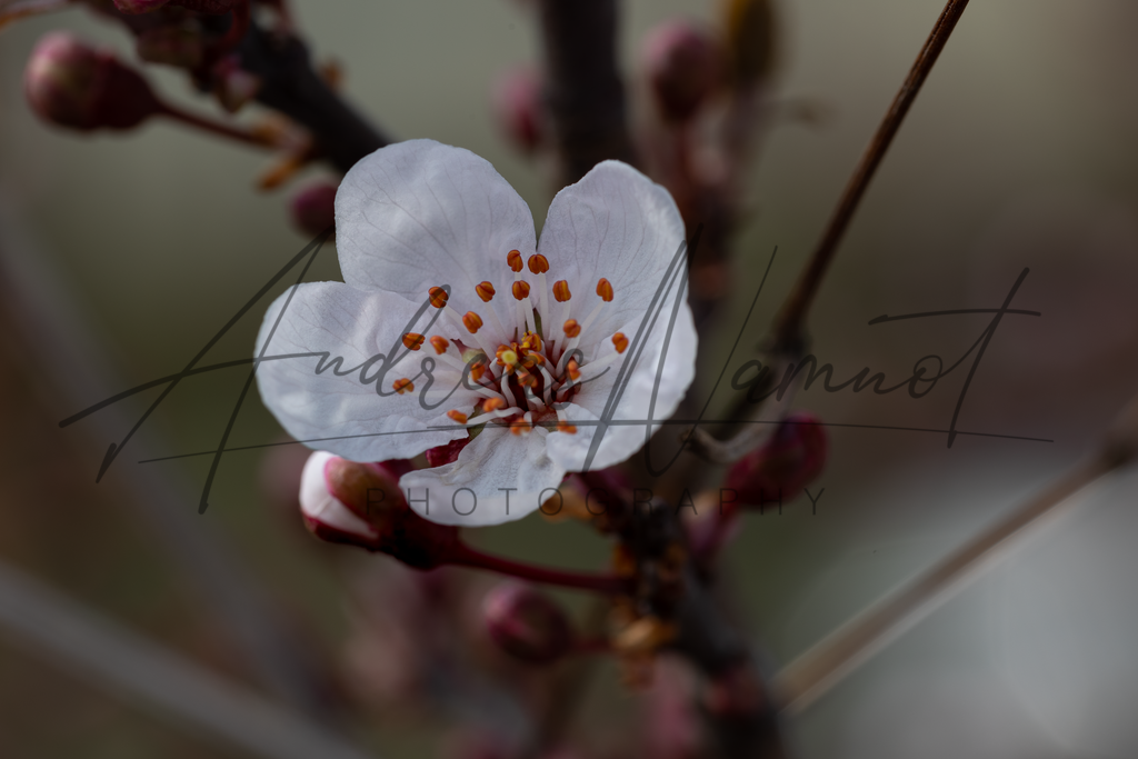 IMG_7414-3 | Andreas Namnot Fotografie, ein Leben in Bildern - Realisiert mit Pictrs.com