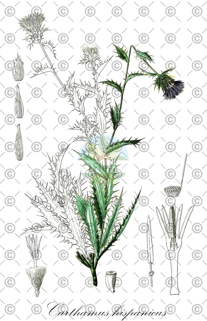 HistAbb_EMP_134072_8_FloraD_Simple | Historische Abbildung von Carthamus hispanicus - Asteraceae | Historical Illustration of Carthamus hispanicus - Asteraceae