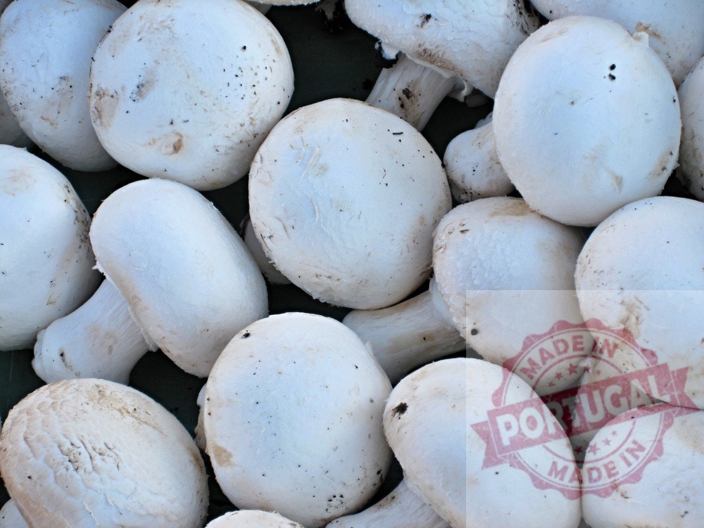 Fresh white Agaricus bisporus mushrooms, fungi food ingredient | Pile of fresh raw Agaricus bisporus mushrooms on display for sale - Realized with Pictrs.com