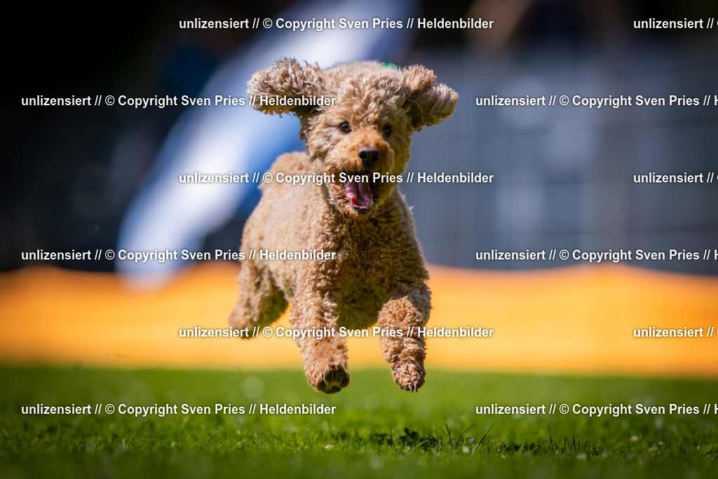 Sven Pries | 2025-08-10 - Hunderennen Durlach - Realisiert mit Pictrs.com