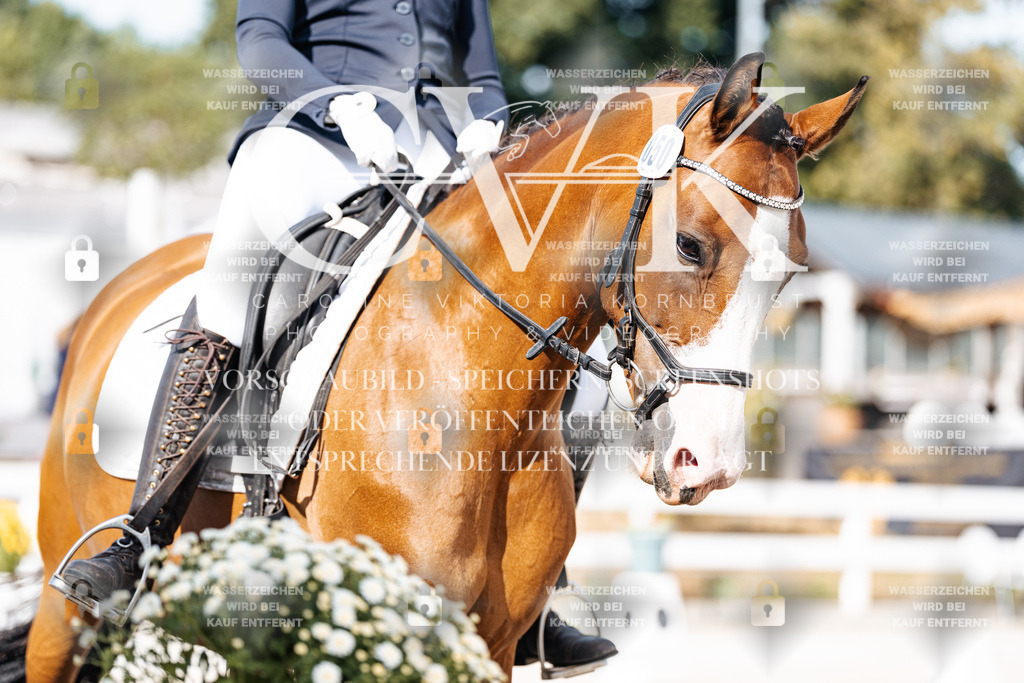 CK905422 | Turnierfotografie Pferdefotografie Trier Rheinland-Pfalz Pferdesport Reitsport Tierfotografie Sportfotografie Pferdevideo Pferdevideografie Equestrianvideography equestrianphotography  - Realisiert mit Pictrs.com