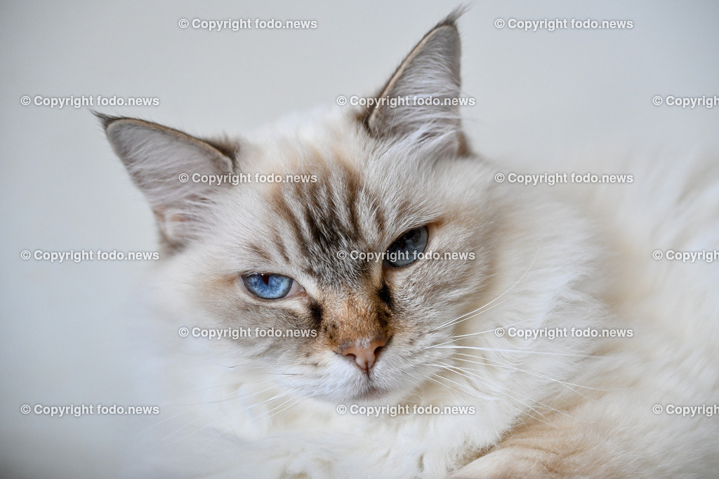 Katze_ Ragdoll_ Emillie_ 13.09.2024-7 | 13.09.2024, Linz, AUT, Haustier, Katzen, im Bild Haustier, Katze, Katzen, Kater, Stubentiger, Rasse, Ragdoll, Zucht, Emillie