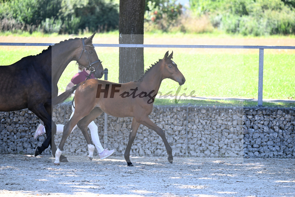 Kat-Nr. 1 Benicio x Rosengold_HF_Setzen_26250262 | hf-fotografie - Realisiert mit Pictrs.com