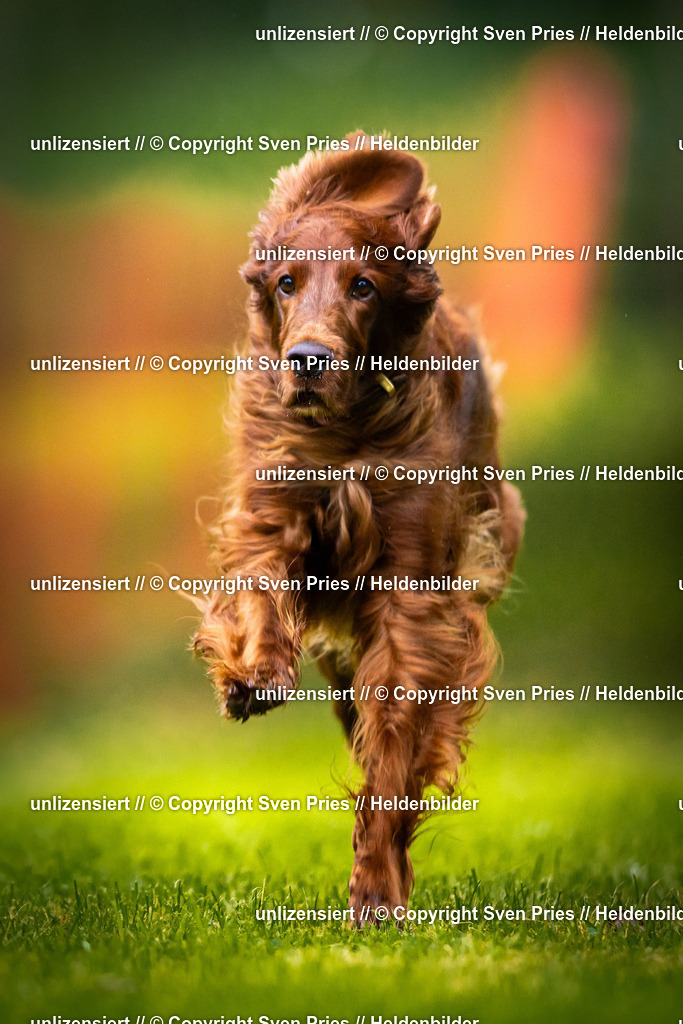 Sven Pries | 2025-09-21 - Hunderennen Baden-Oos - Realisiert mit Pictrs.com