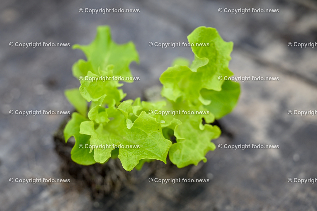 Biohof Berner_ Pupping_ 28.02.2023-24 | 28.02.2023, Pupping, AUT, Biohof Berner, im Bild Lollobionda (Salat) Steckling